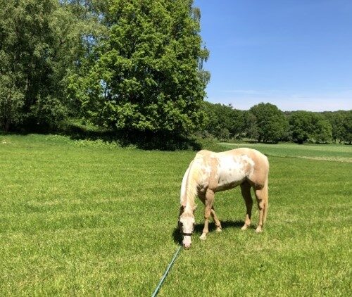 Cultural Exchange…for a Horse!?